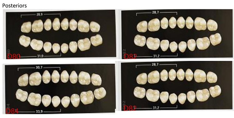SCS Three layer Synthetic Resin Teeth